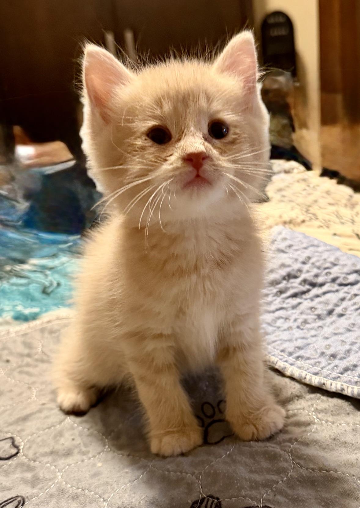 Westley, an adopted Domestic Short Hair in Ottawa, ON image 3/4