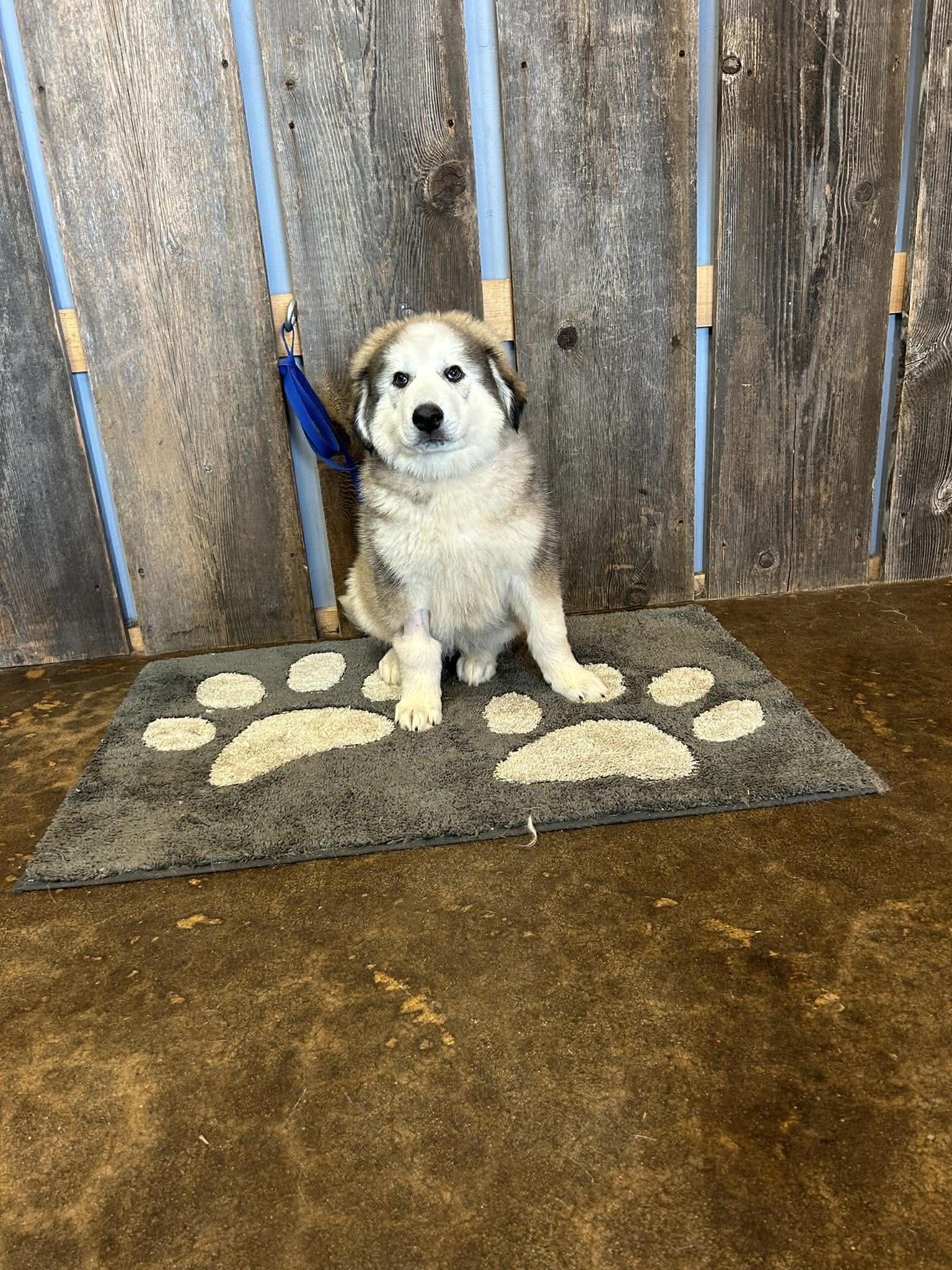 Enlarge RANGER   $425, an adopted mixed breed in Milwaukee, WI image 3/5