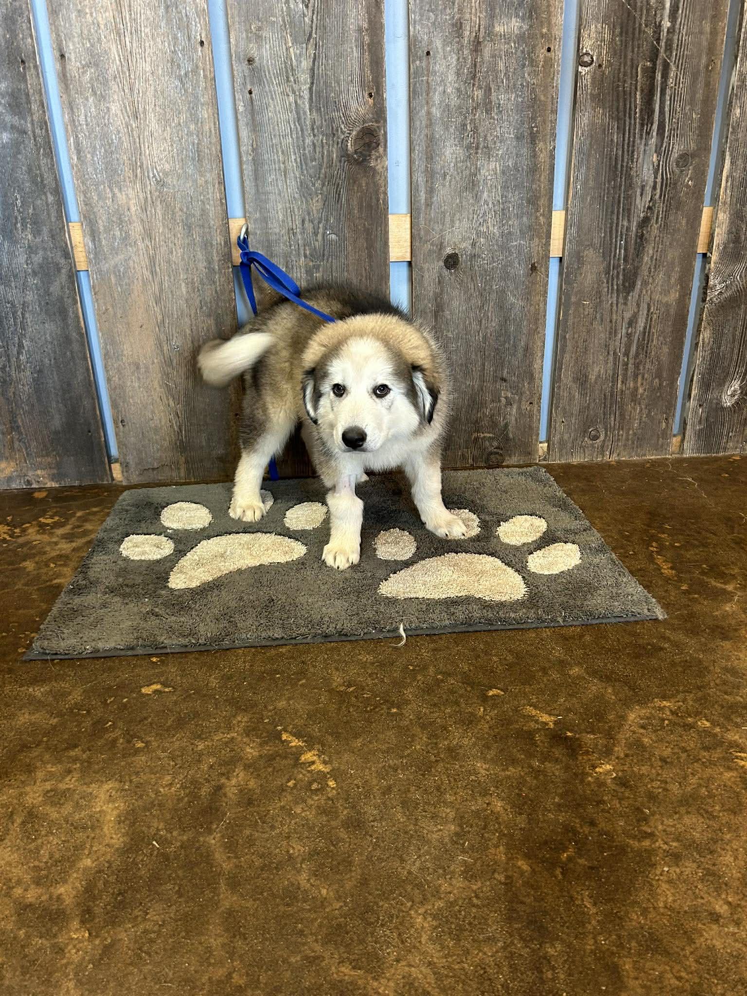 Enlarge RANGER   $425, an adopted mixed breed in Milwaukee, WI image 5/5