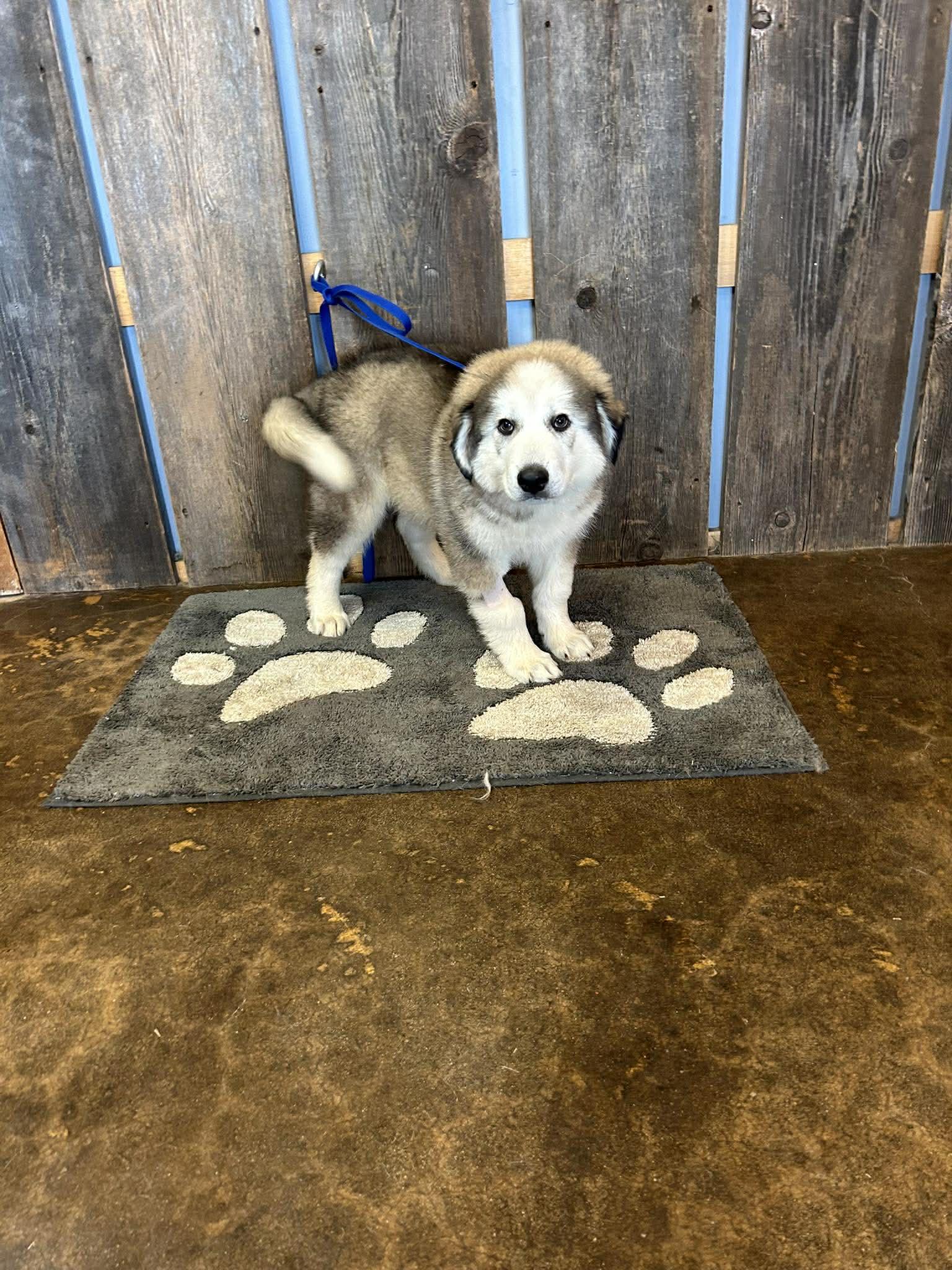 Enlarge RANGER   $425, an adopted mixed breed in Milwaukee, WI image 2/5