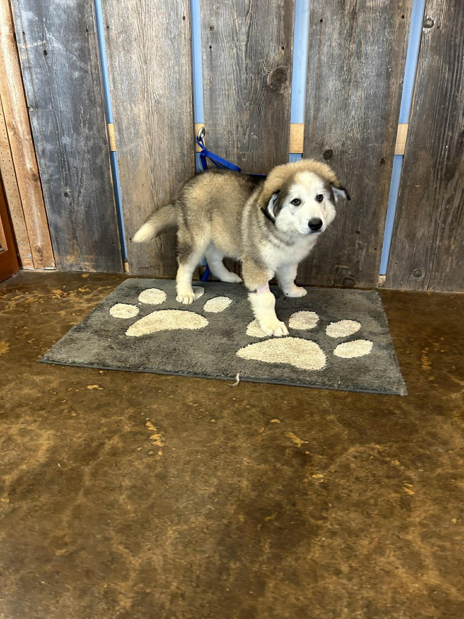 Enlarge RANGER   $425, an adopted mixed breed in Milwaukee, WI image 4/5