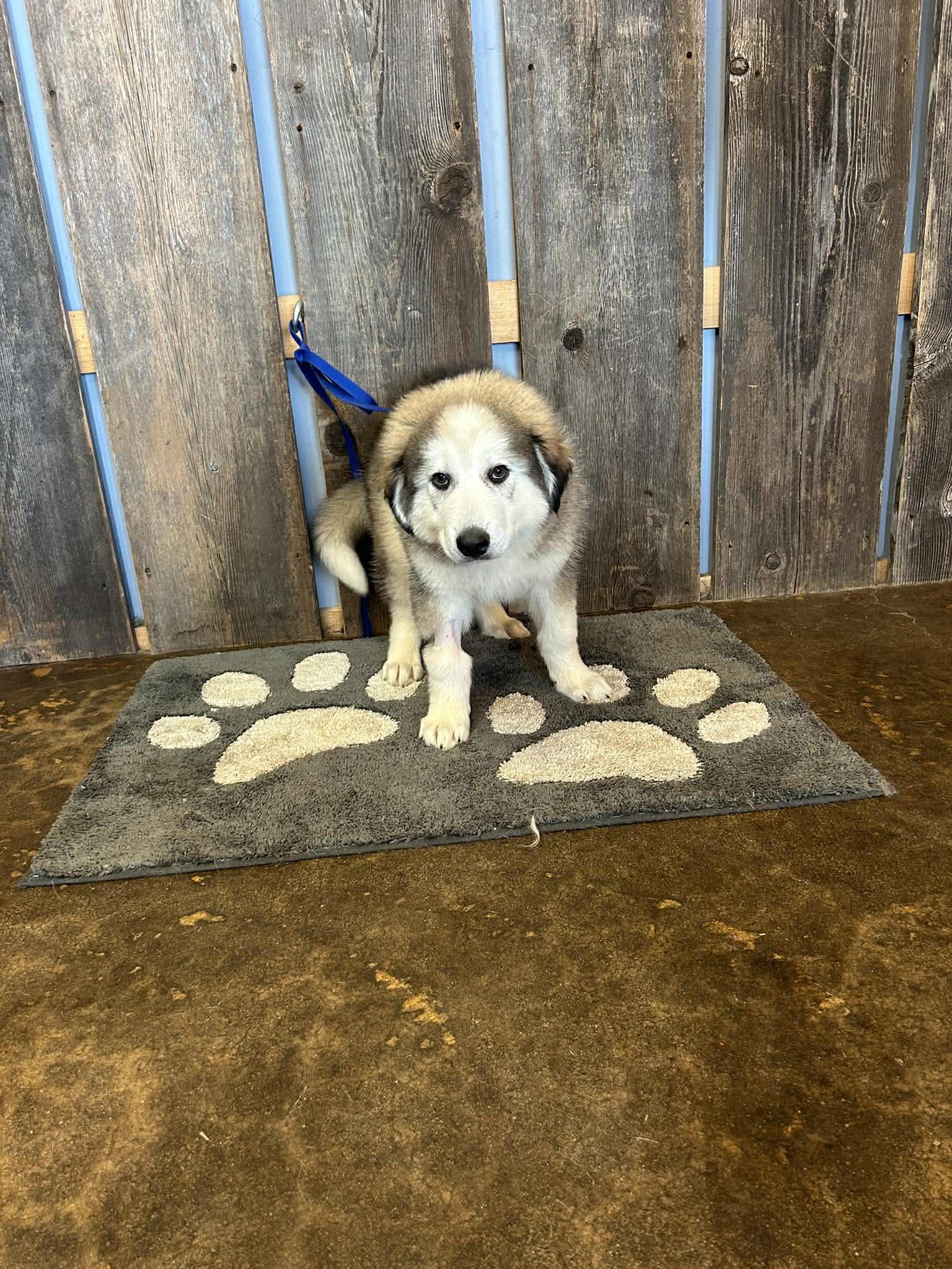 RANGER   $425, adopted, Young Male Great Pyrenees.