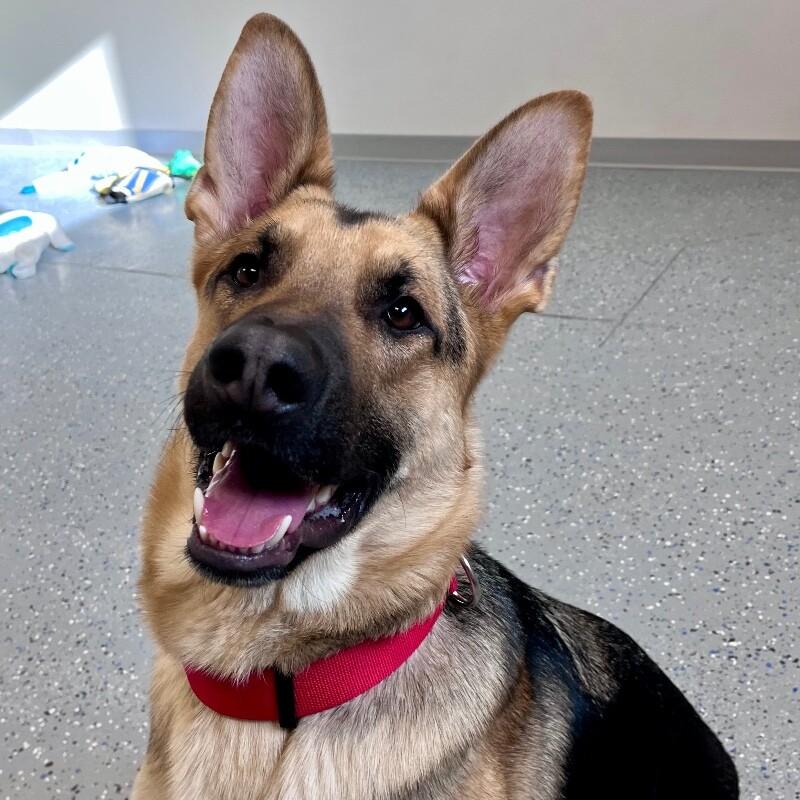 Douglas, Adoptable, Adult Male German Shepherd Dog.