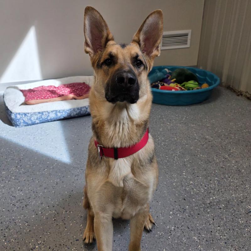 Enlarge Douglas, a Adoptable German Shepherd Dog in Yankton, SD image 2/6