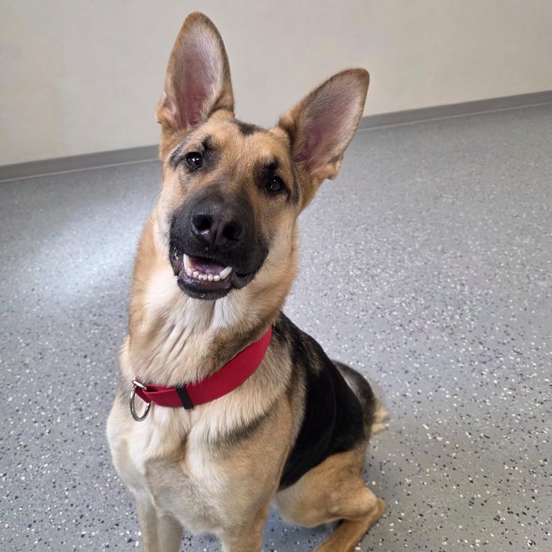 Enlarge Douglas, a Adoptable German Shepherd Dog in Yankton, SD image 3/6