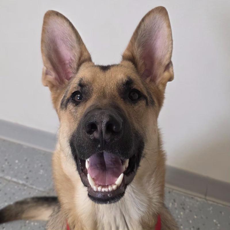 Enlarge Douglas, a Adoptable German Shepherd Dog in Yankton, SD image 4/6
