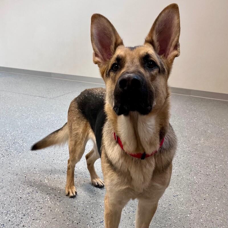 Enlarge Douglas, a Adoptable German Shepherd Dog in Yankton, SD image 5/6