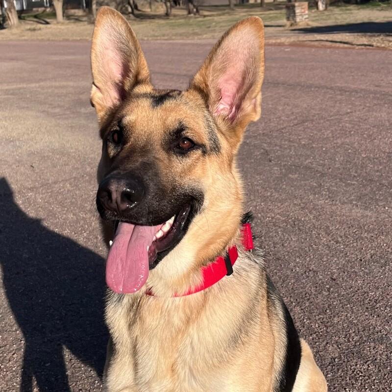 Enlarge Douglas, a Adoptable German Shepherd Dog in Yankton, SD image 6/6