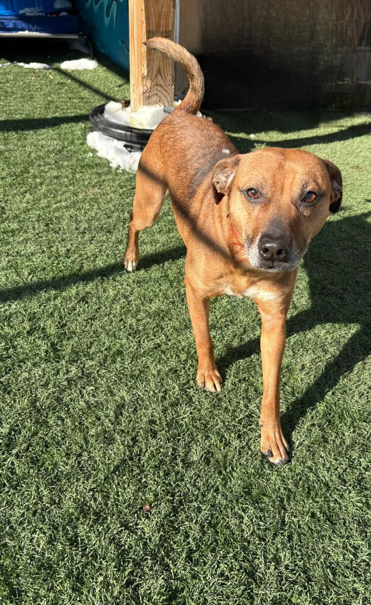 VALENTINO tinycauseadopt@gmail.com , ADOPTABLE, Young Male Mixed Breed.