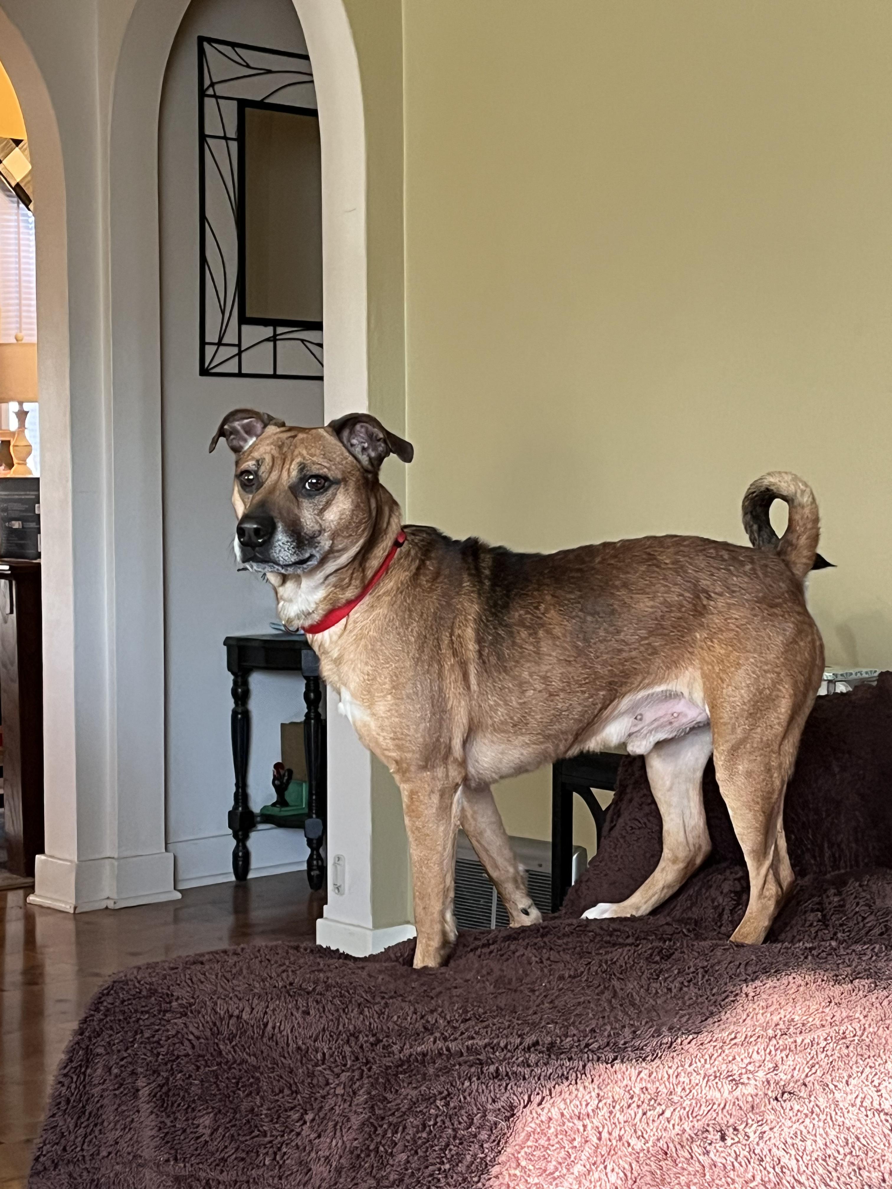 Enlarge VALENTINO tinycauseadopt@gmail.com , a ADOPTABLE Mixed Breed in Vandergrift, PA image 1/6