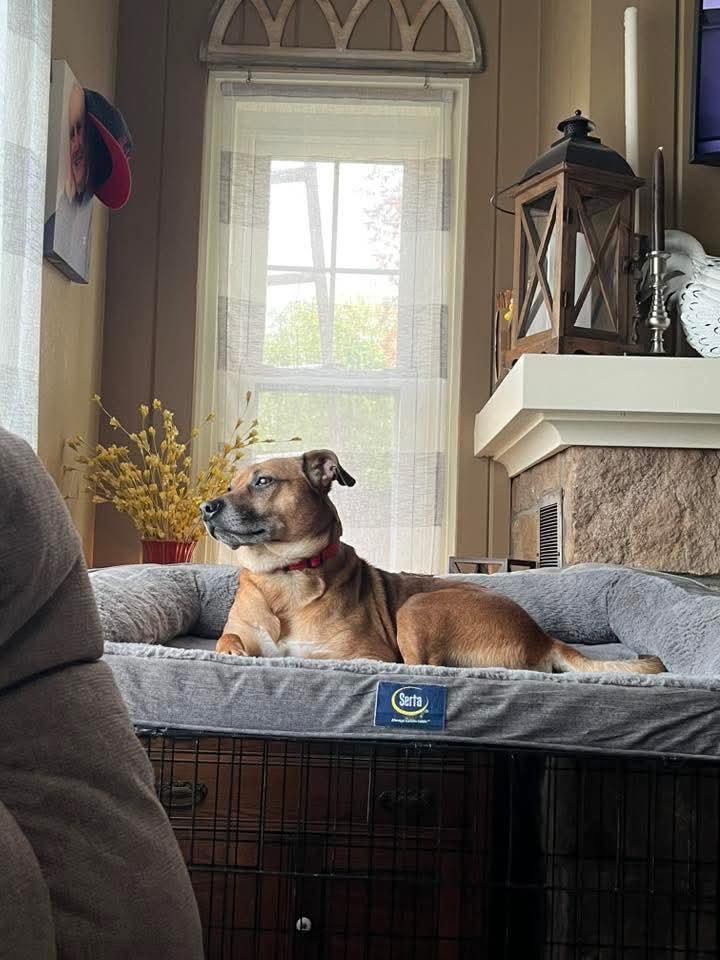 Enlarge VALENTINO tinycauseadopt@gmail.com , a ADOPTABLE Mixed Breed in Vandergrift, PA image 2/6