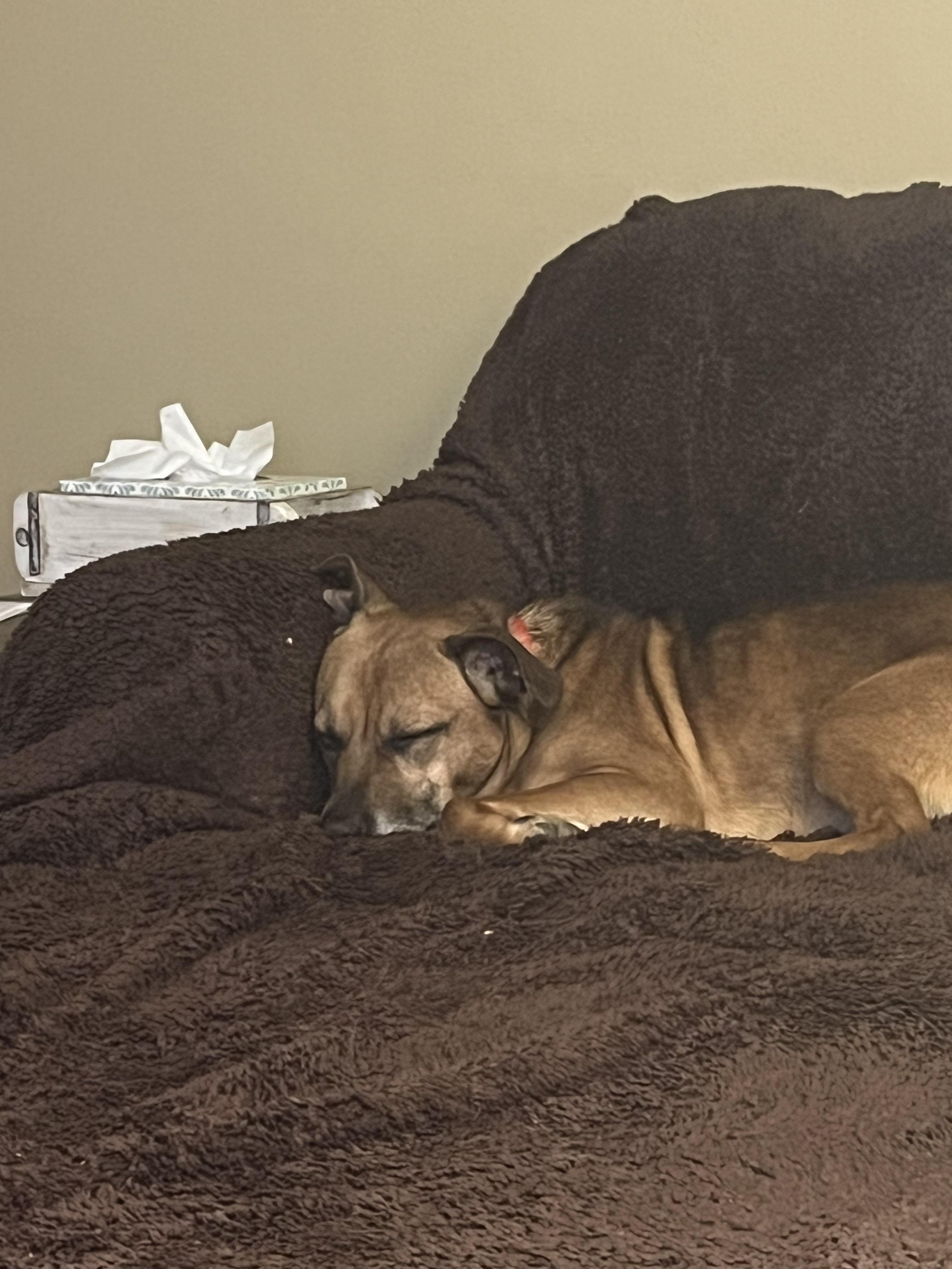 Enlarge VALENTINO tinycauseadopt@gmail.com , a ADOPTABLE Mixed Breed in Vandergrift, PA image 3/6