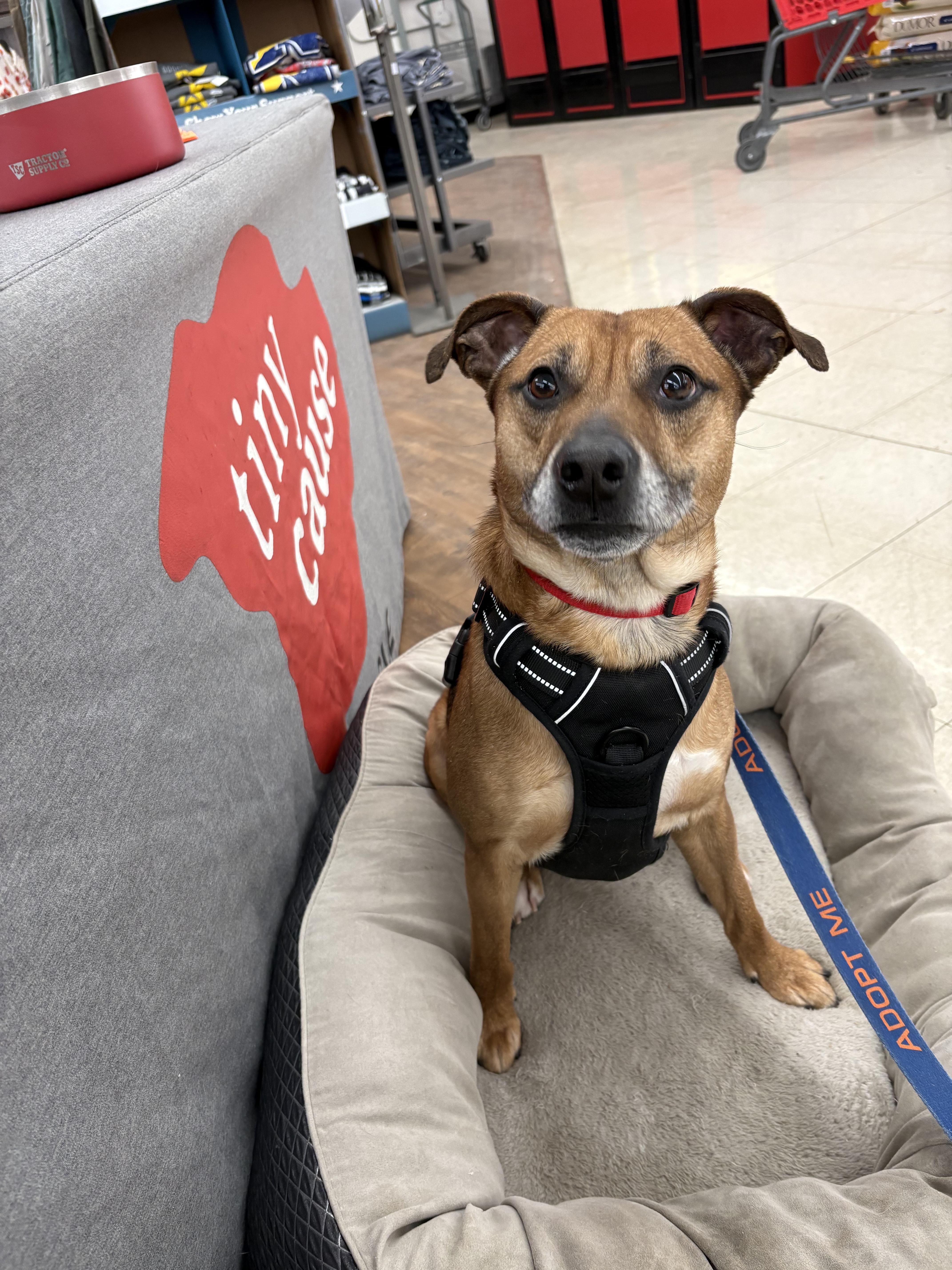 VALENTINO tinycauseadopt@gmail.com , a ADOPTABLE Mixed Breed in Vandergrift, PA image 1/3