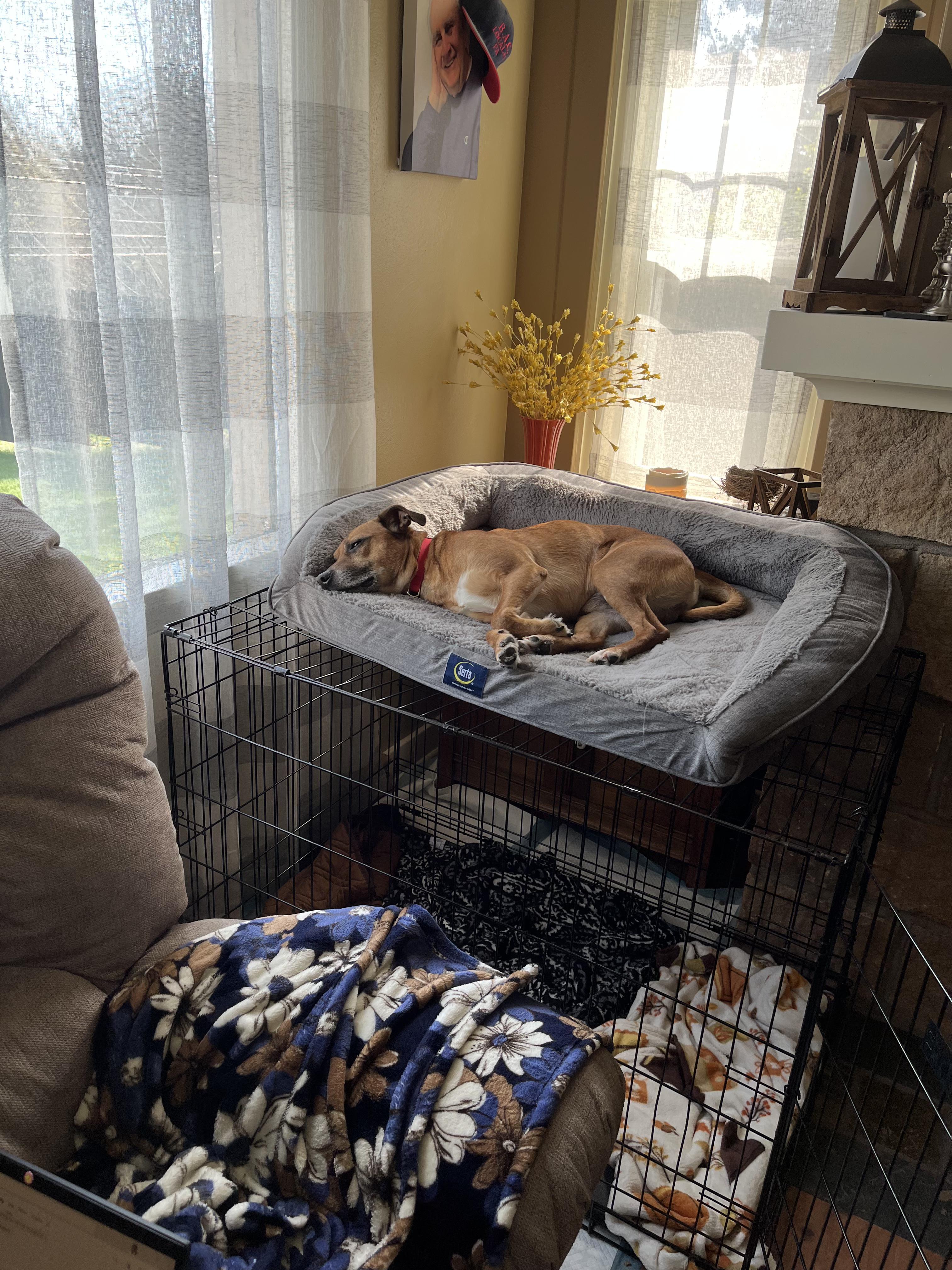 Enlarge VALENTINO tinycauseadopt@gmail.com , a ADOPTABLE Mixed Breed in Vandergrift, PA image 6/6