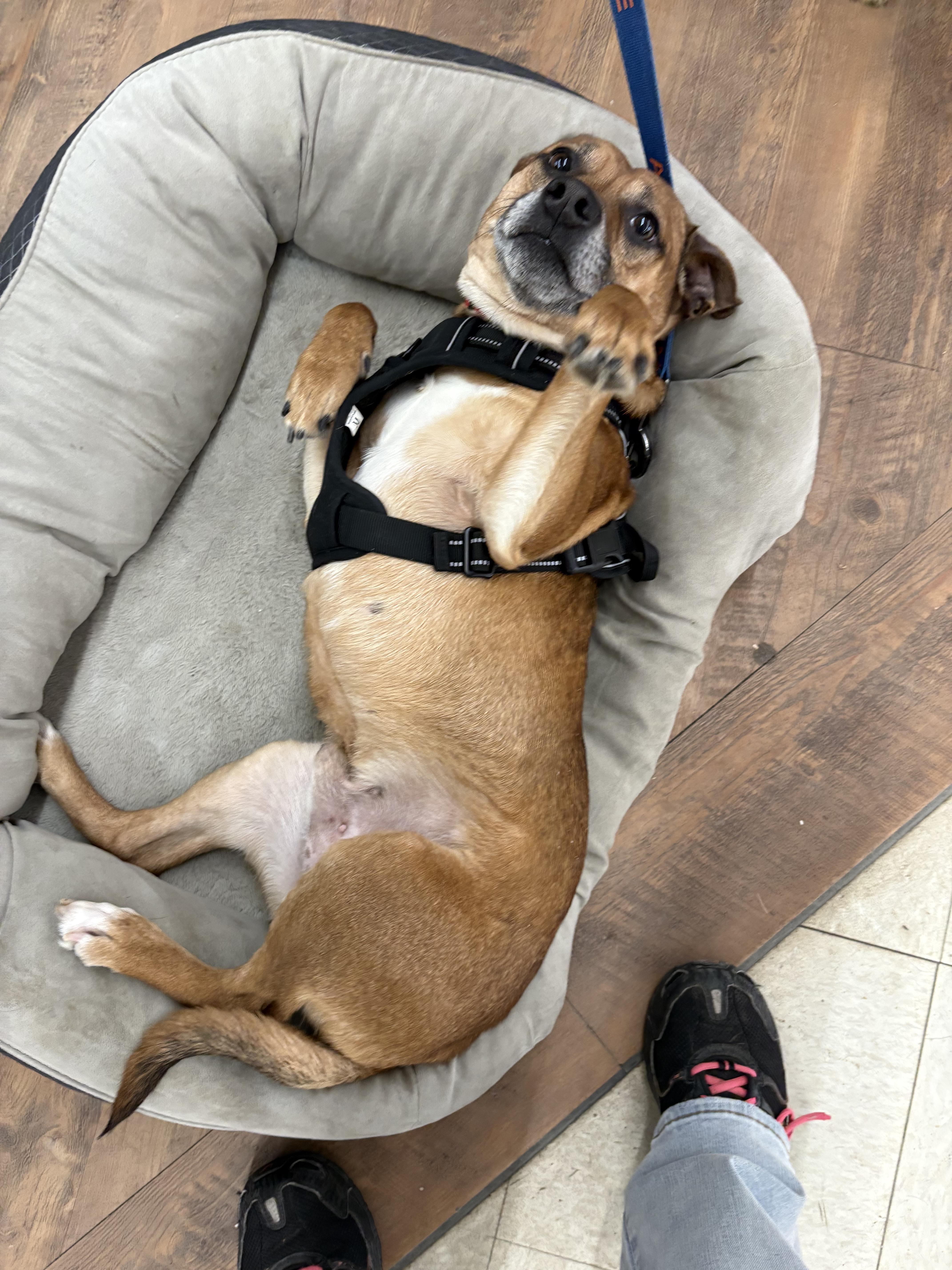 VALENTINO tinycauseadopt@gmail.com , a ADOPTABLE Mixed Breed in Vandergrift, PA image 2/3