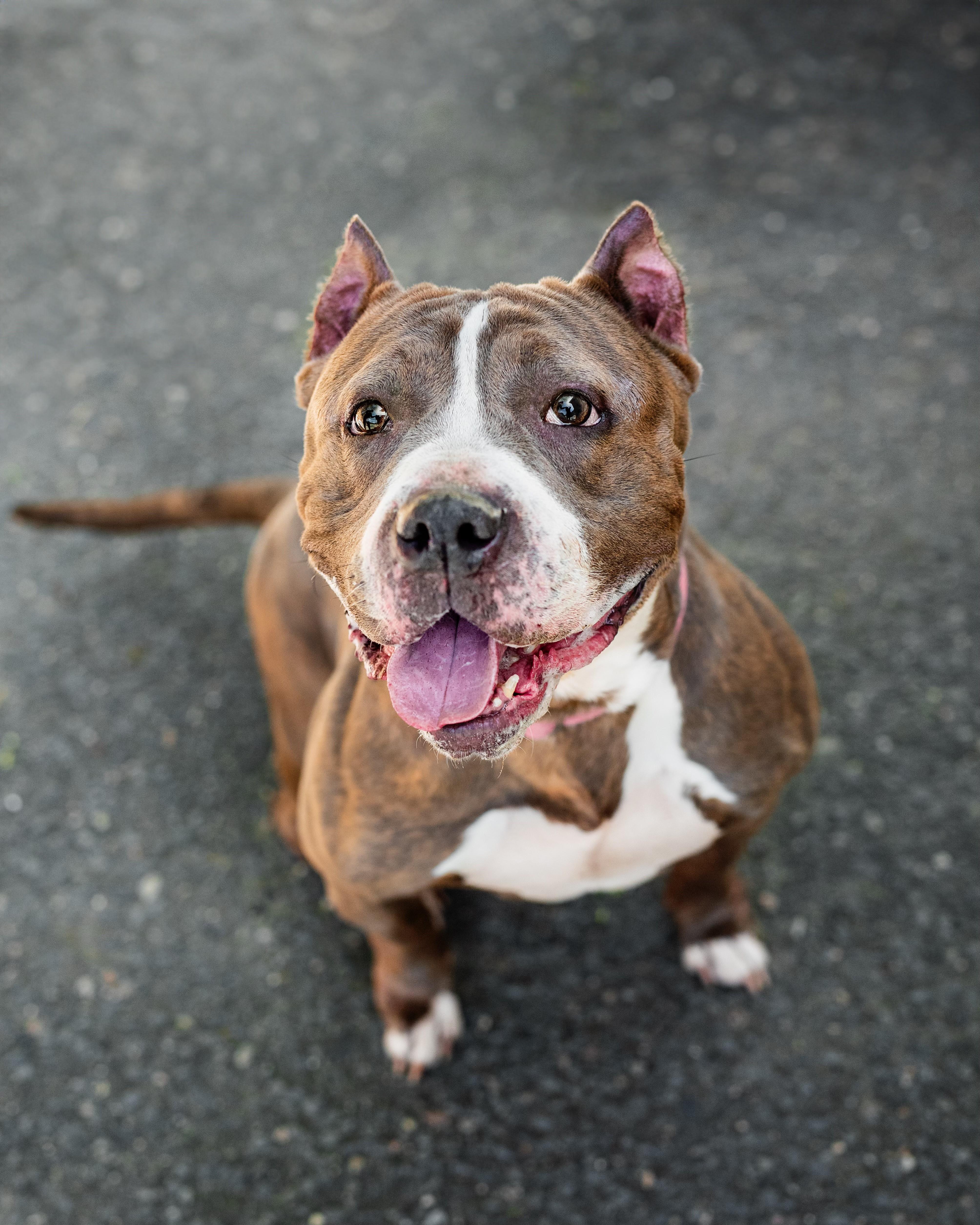 Penny, Adoptable, Adult Female American Bully.