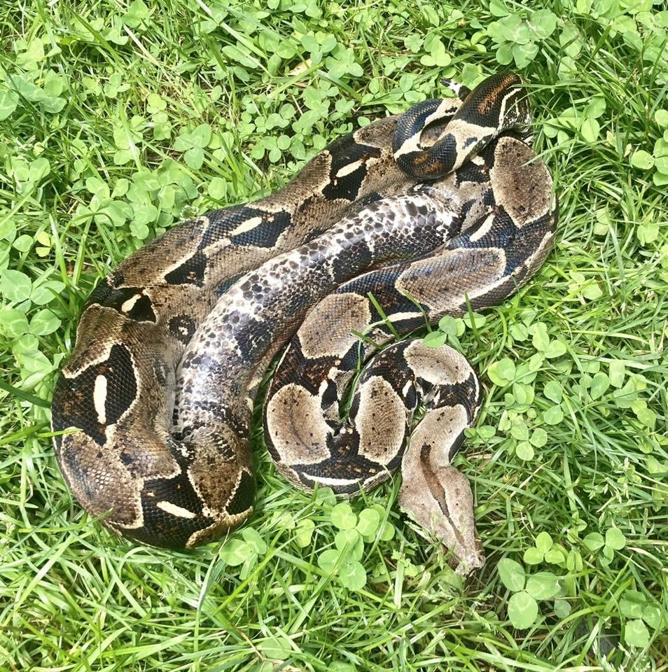 Enlarge Sithry, a ADOPTABLE Boa Constrictor in Palmerton, PA image 1/4