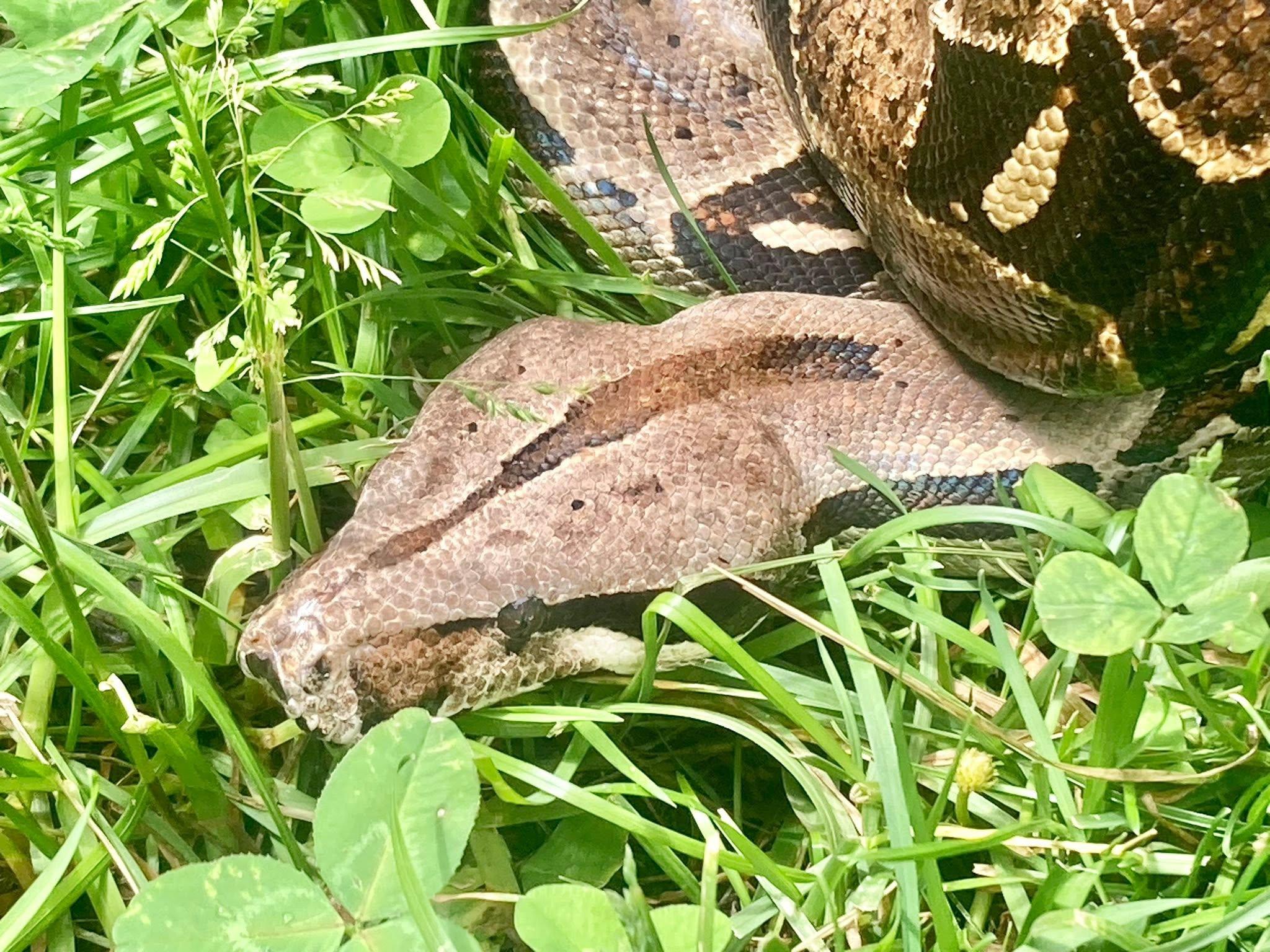 Enlarge Sithry, a ADOPTABLE Boa Constrictor in Palmerton, PA image 3/4