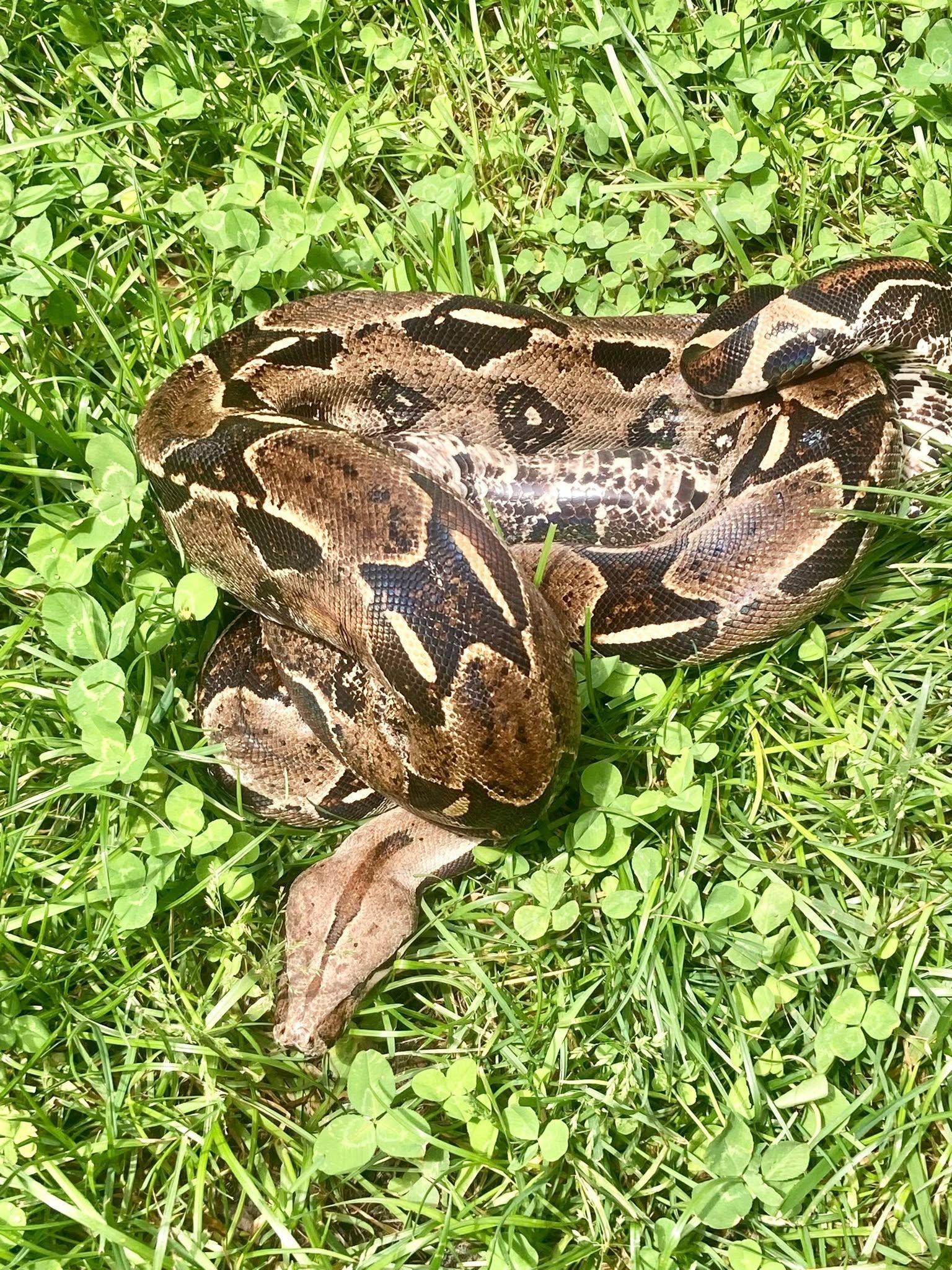 Enlarge Sithry, a ADOPTABLE Boa Constrictor in Palmerton, PA image 2/4