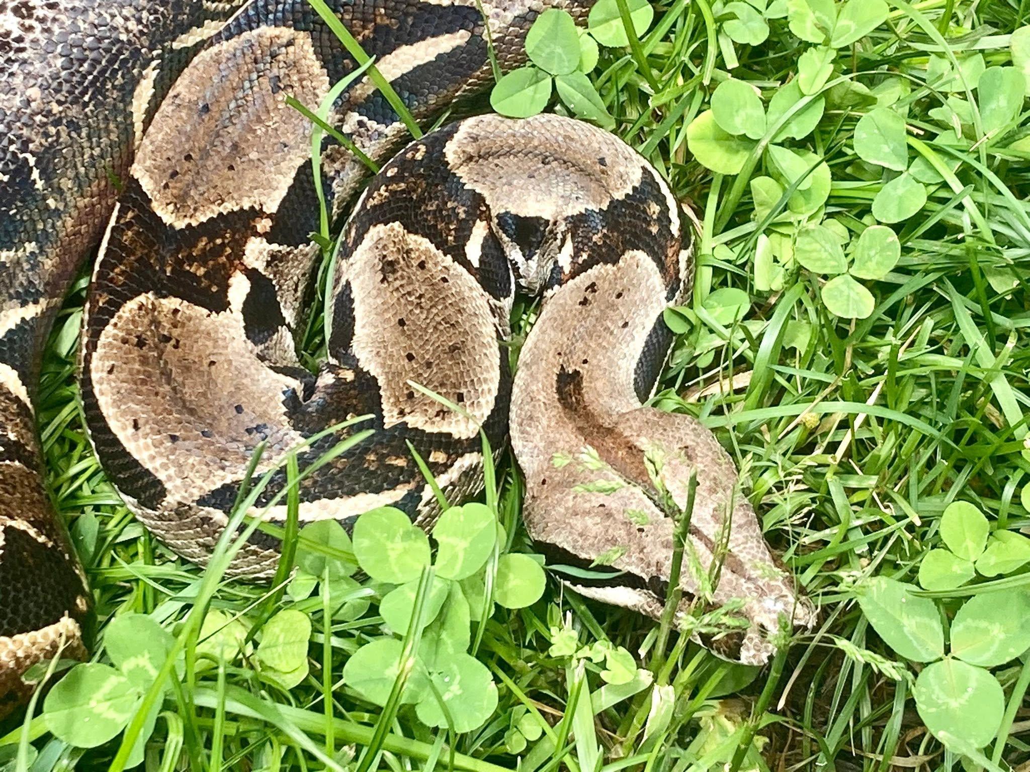 Enlarge Sithry, a ADOPTABLE Boa Constrictor in Palmerton, PA image 4/4