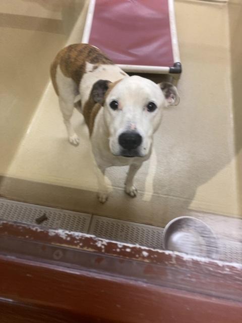 Waco, a ADOPTABLE mixed breed in Monroe, GA image 5/6