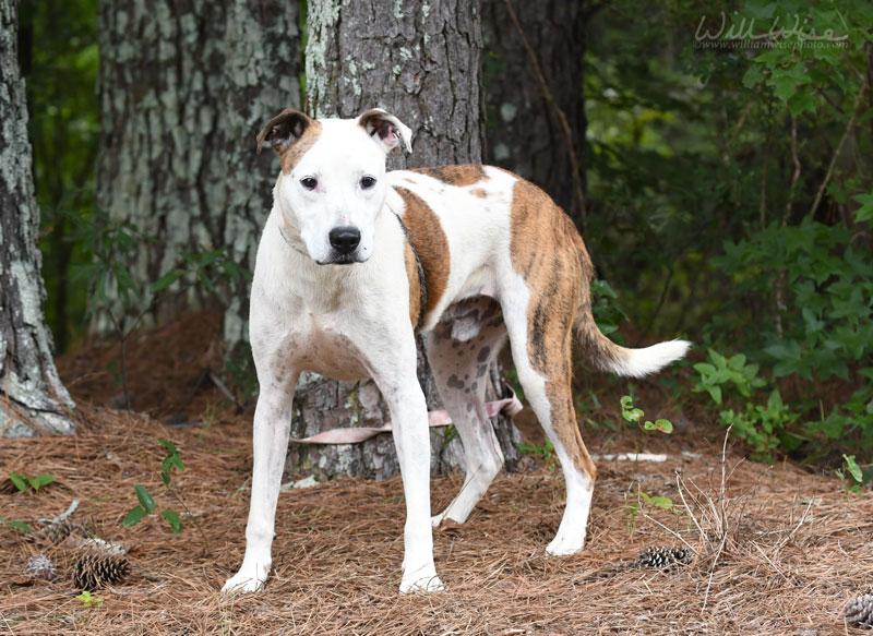 Waco, a ADOPTABLE mixed breed in Monroe, GA image 4/6