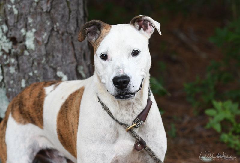 Waco, ADOPTABLE, Adult Male American Bulldog.
