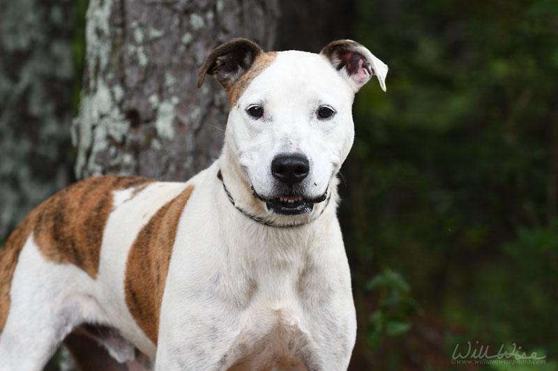 Waco, a ADOPTABLE mixed breed in Monroe, GA image 6/6