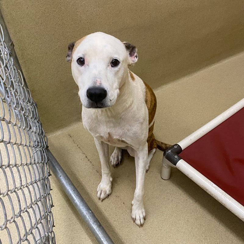 Waco, a ADOPTABLE mixed breed in Monroe, GA image 2/6