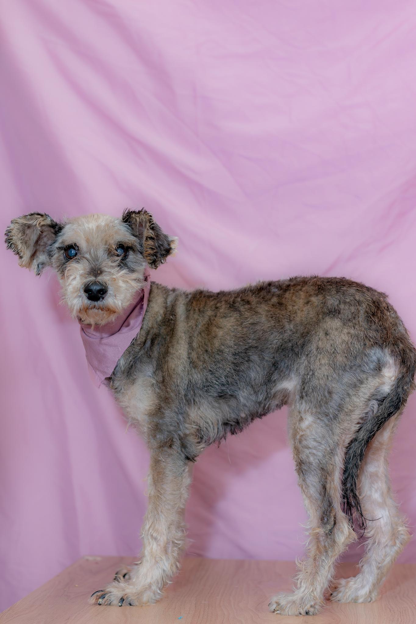 Enlarge Matilde, a Adoptable Schnauzer in Tijuana, BCN image 2/5