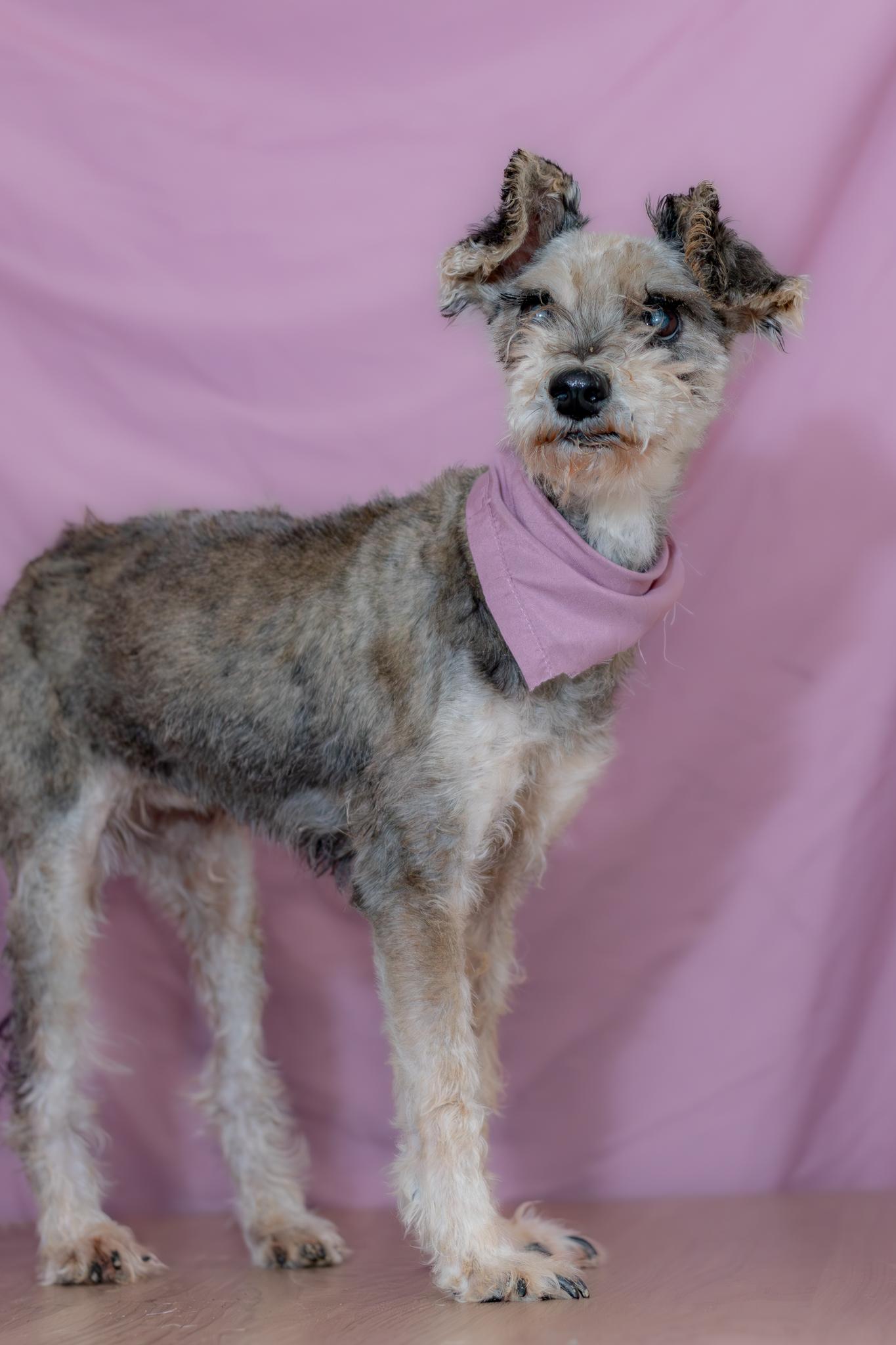 Enlarge Matilde, a Adoptable Schnauzer in Tijuana, BCN image 3/5