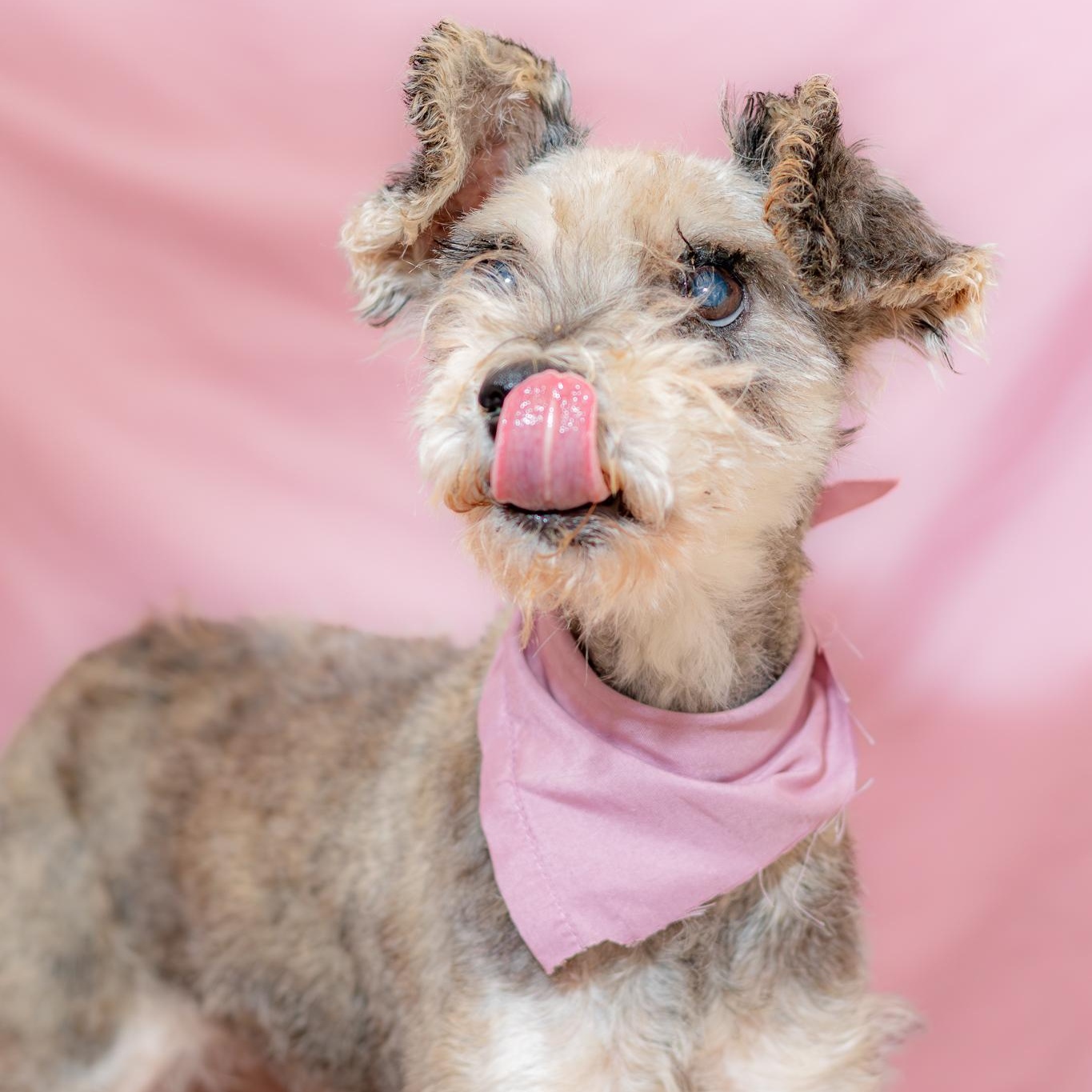 Enlarge Matilde, a Adoptable Schnauzer in Tijuana, BCN image 1/5