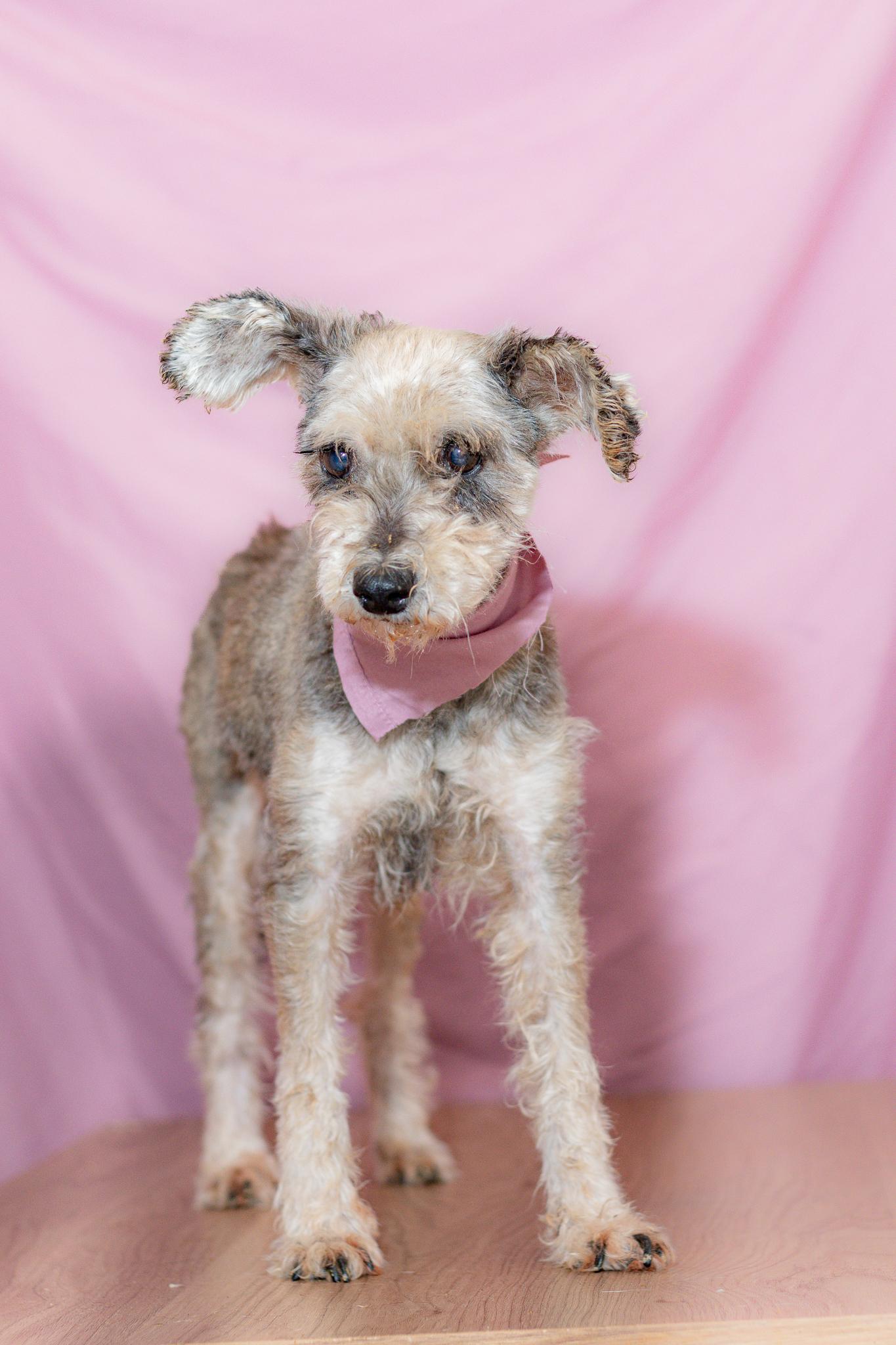 Enlarge Matilde, a Adoptable Schnauzer in Tijuana, BCN image 4/5