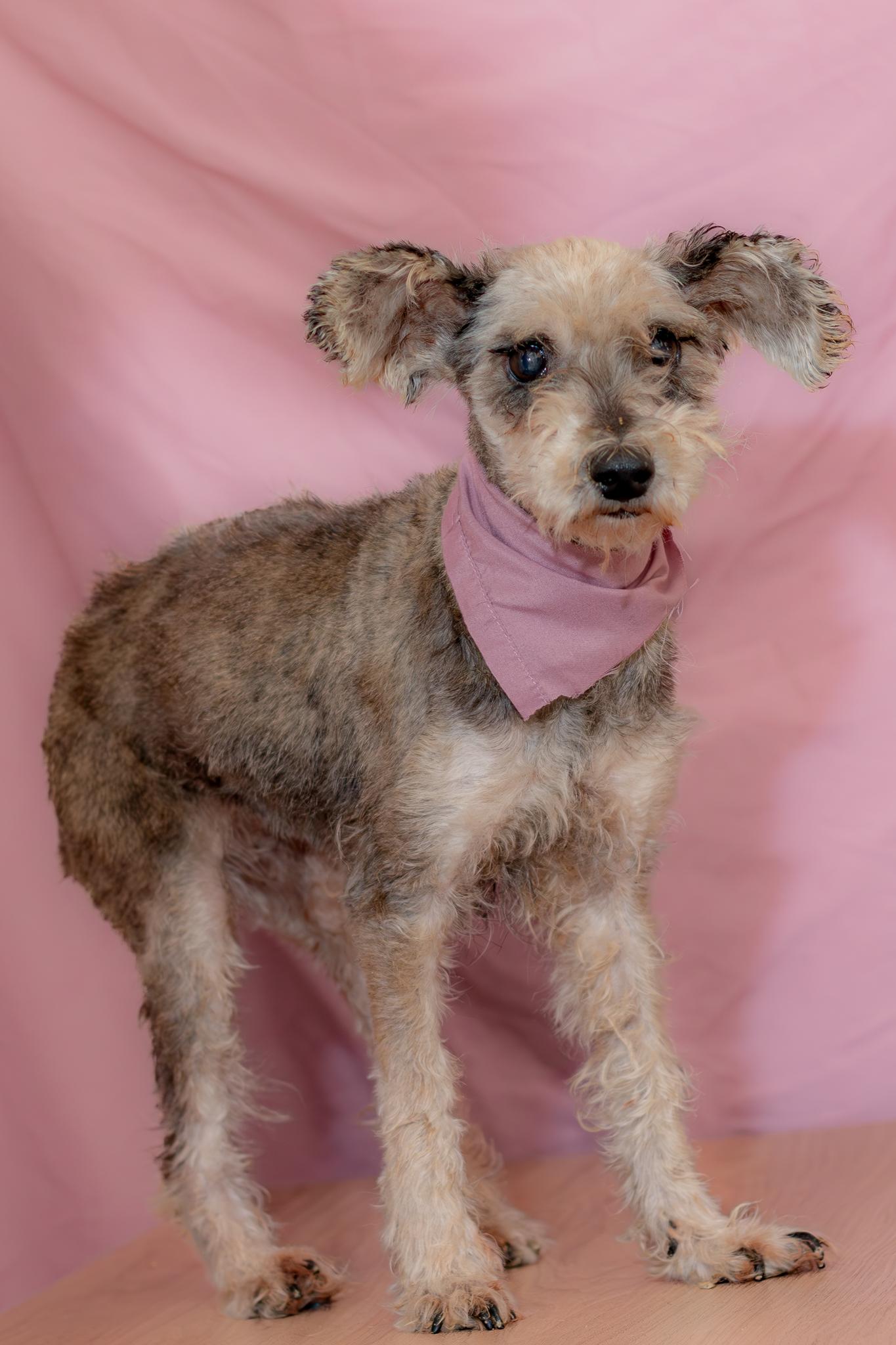 Enlarge Matilde, a Adoptable Schnauzer in Tijuana, BCN image 5/5