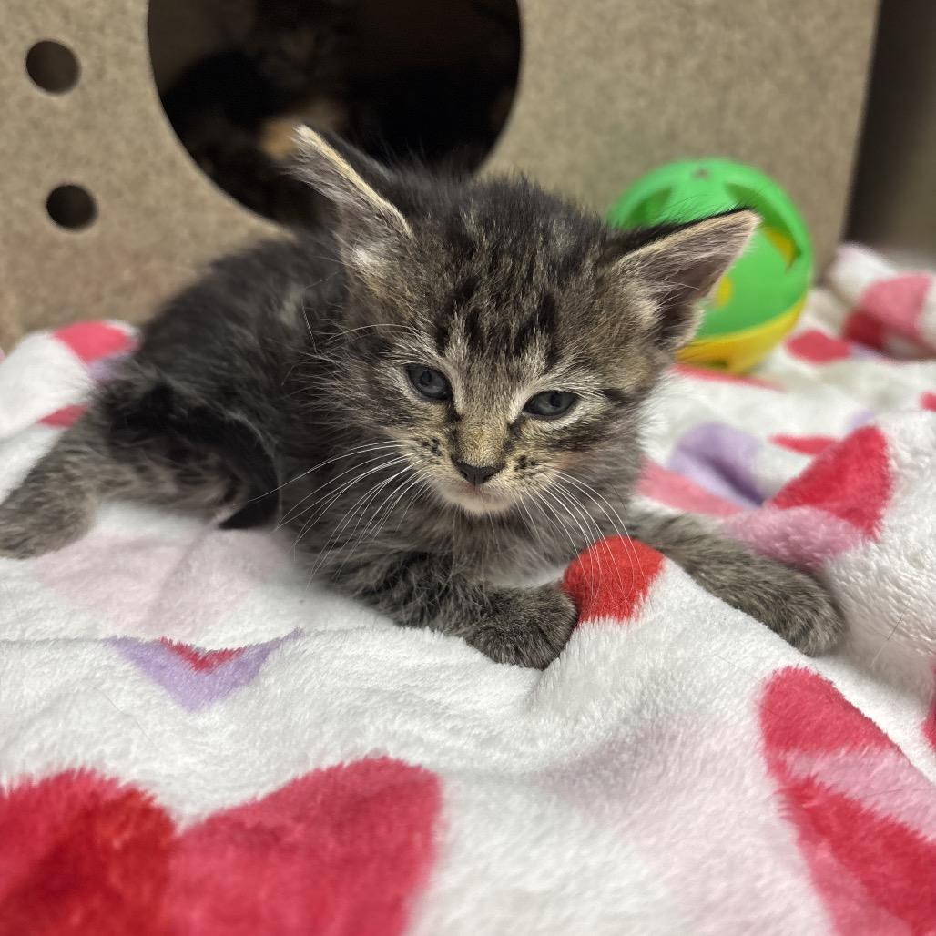Nugget, Adoptable, Kitten Male Domestic Short Hair & Domestic Short Hair.