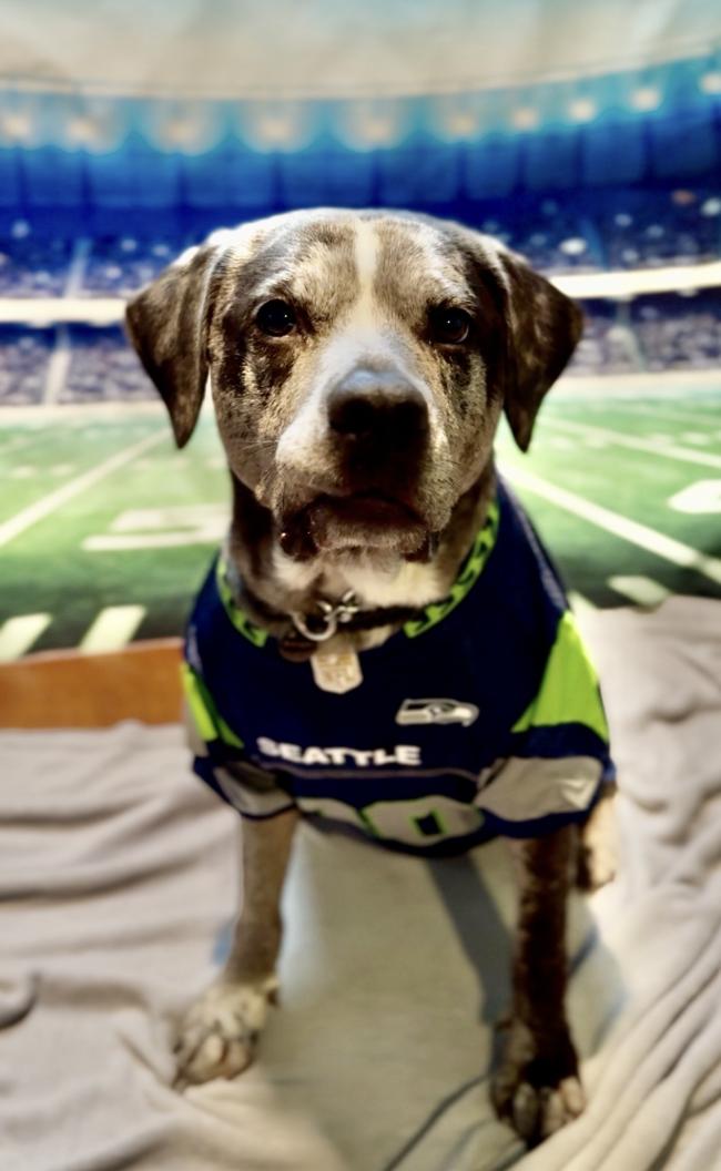 Burger, a ADOPTABLE mixed breed in Seattle, WA image 1/3