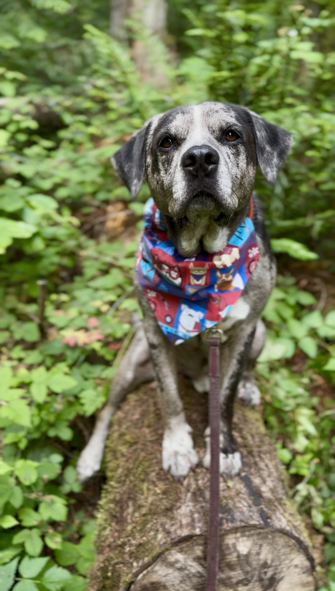 Burger, a ADOPTABLE mixed breed in Seattle, WA image 3/3