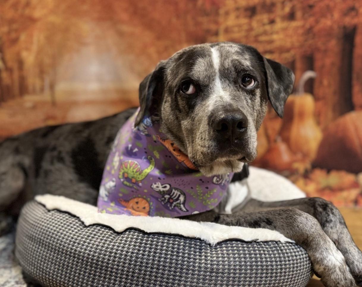 Burger, ADOPTABLE, Adult Male Catahoula Leopard Dog & American Staffordshire Terrier.