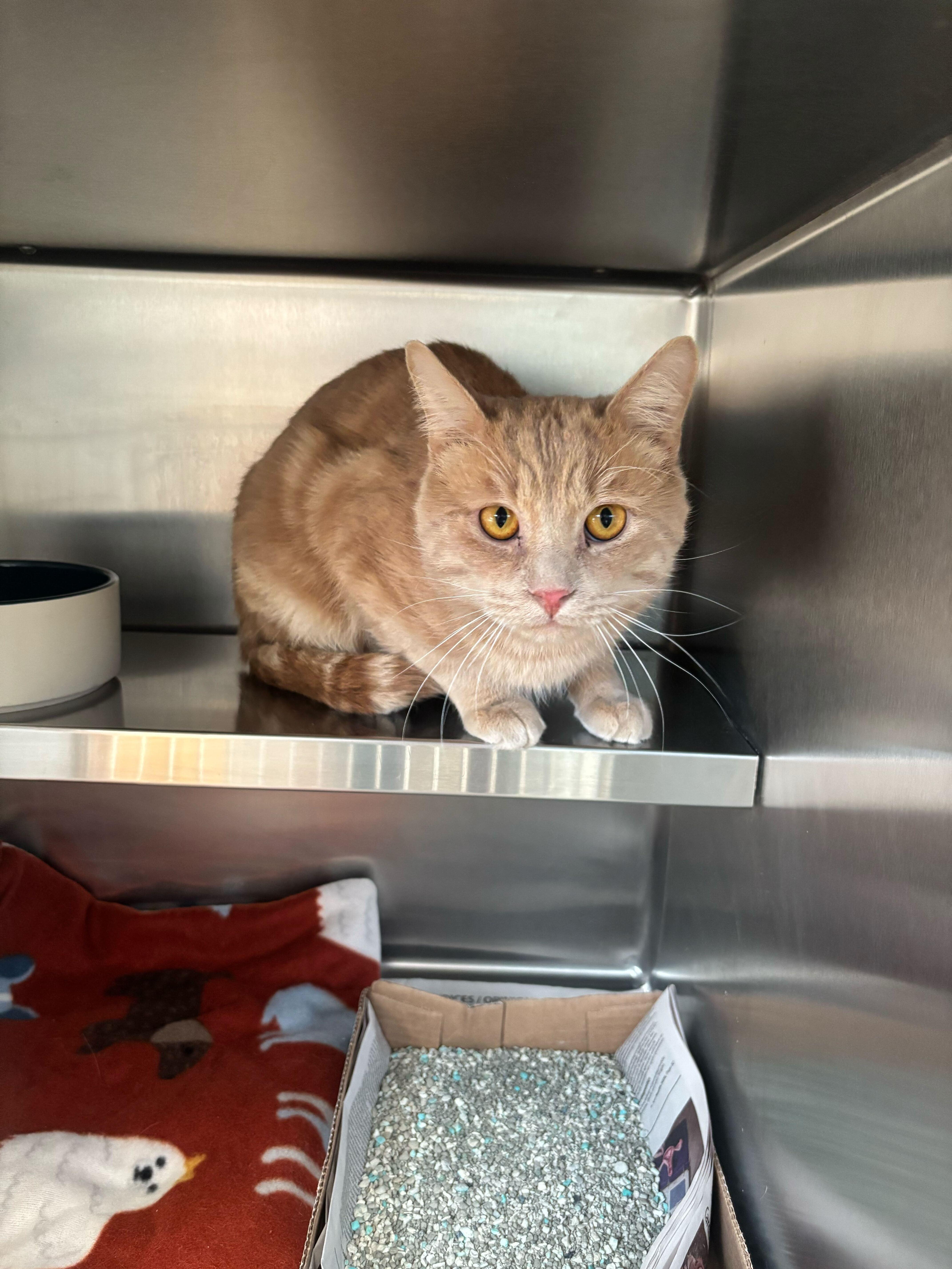 Drew P. Neck, ADOPTABLE, Adult Male Domestic Short Hair.