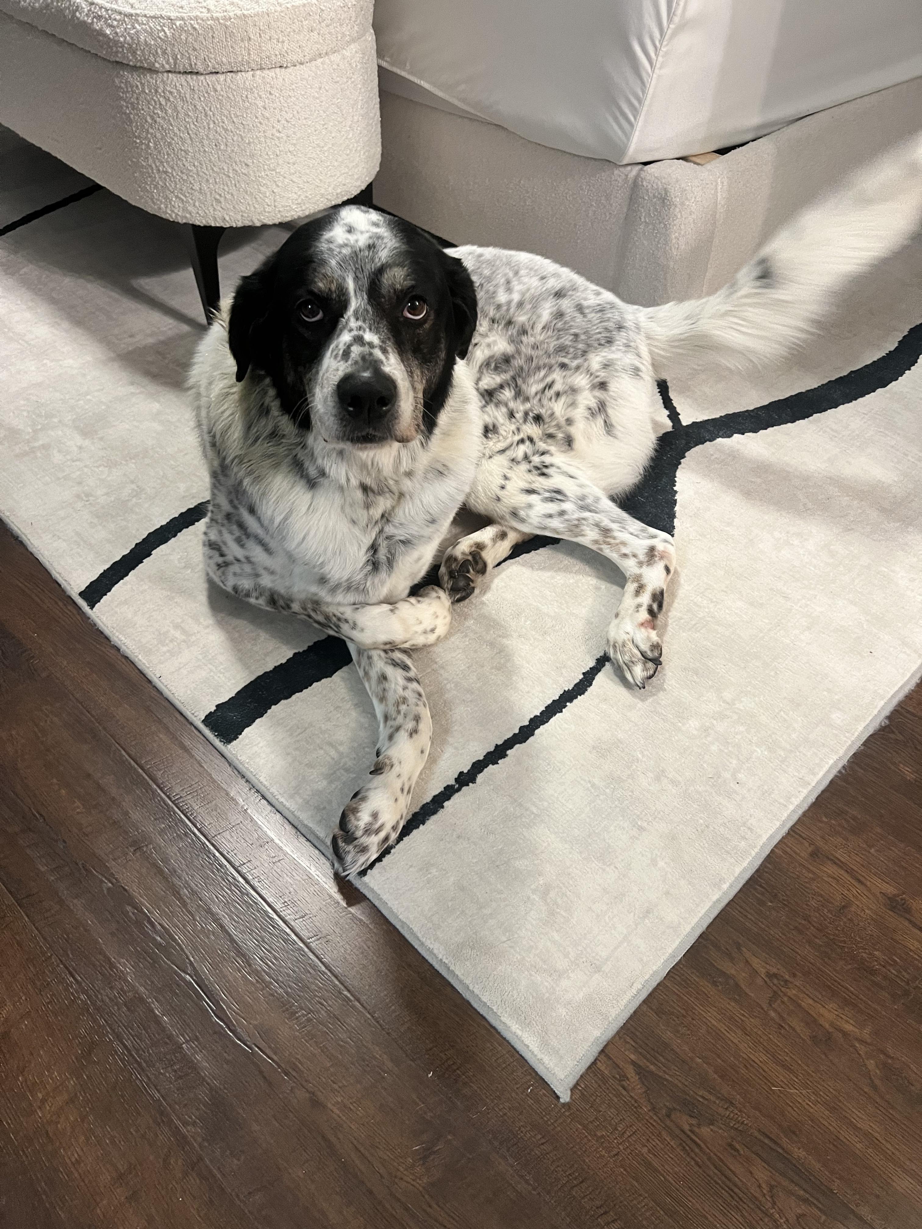 Enlarge Rocky, an adopted mixed breed in Joliet, IL image 3/4