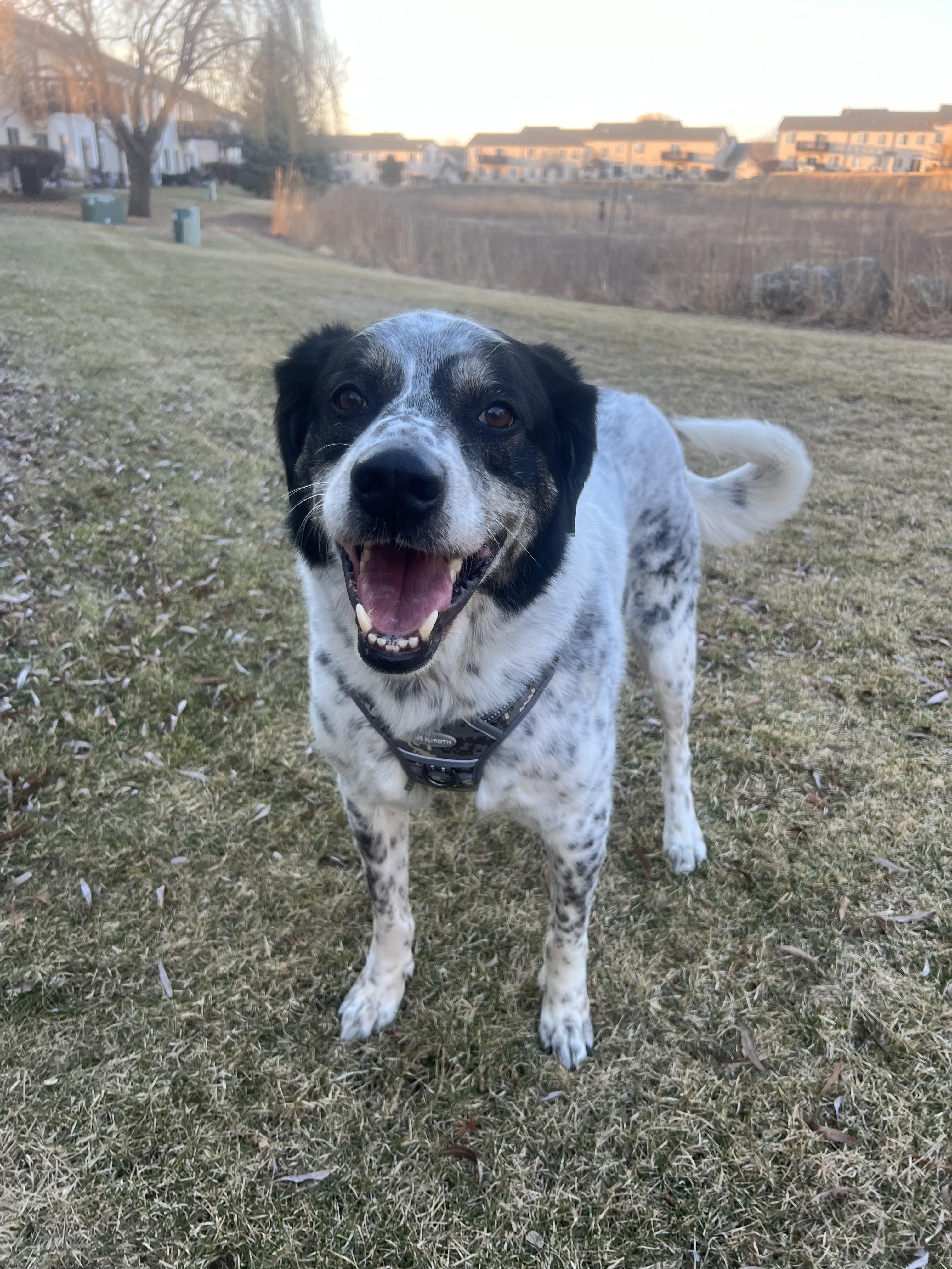 Enlarge Rocky, an adopted mixed breed in Joliet, IL image 4/4
