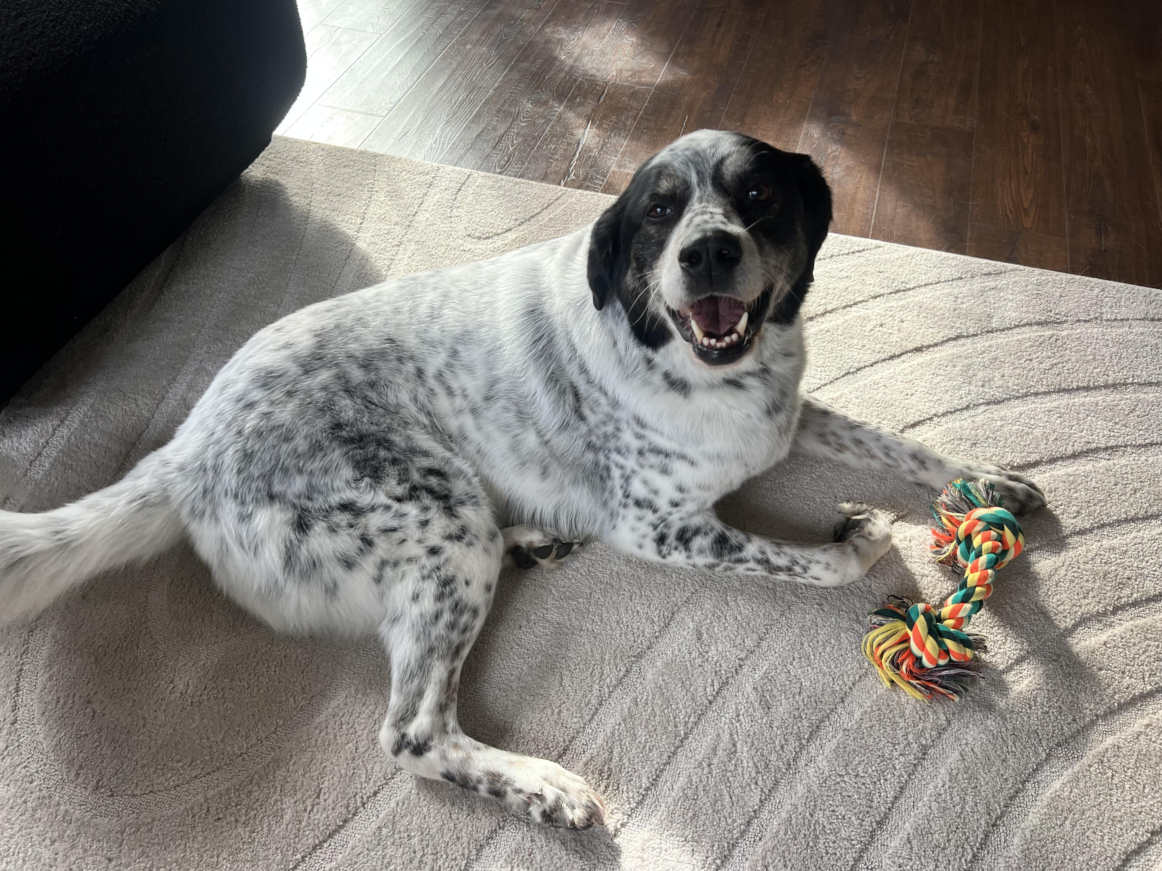 Rocky, adopted, Adult Male Great Pyrenees & Mixed Breed.