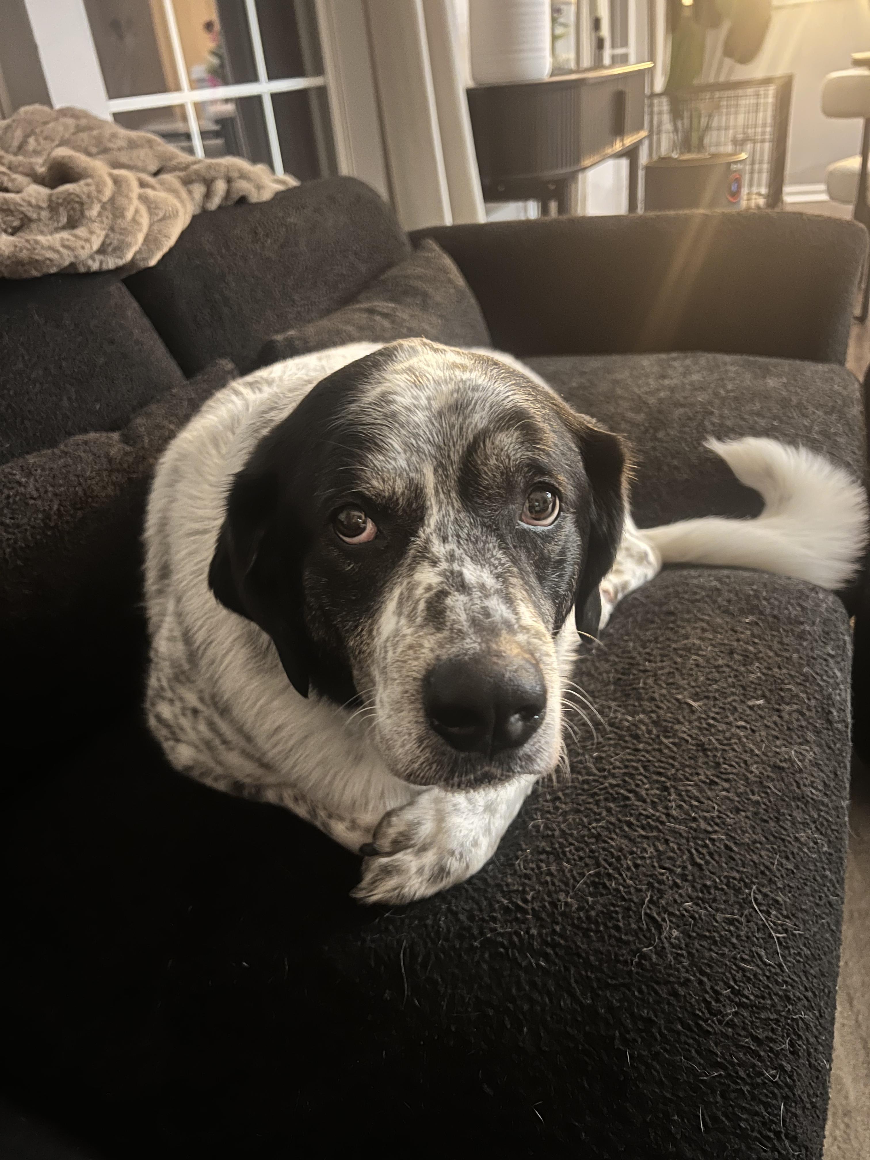 Enlarge Rocky, an adopted mixed breed in Joliet, IL image 2/4