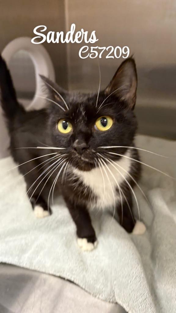 Sanders, Adoptable, Young Female Domestic Short Hair.