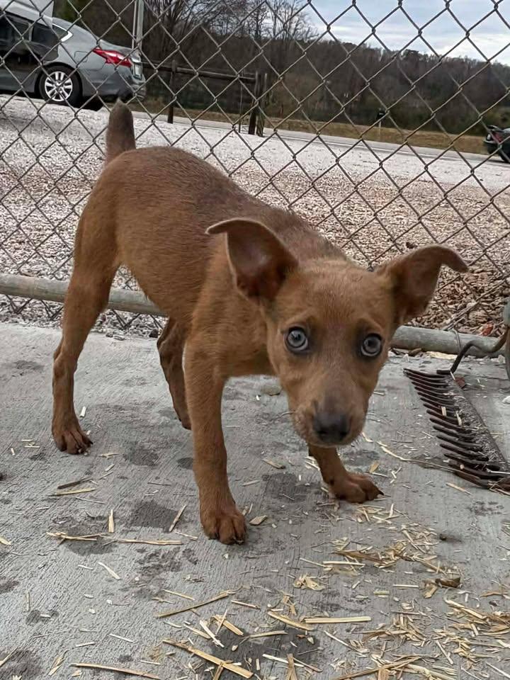 Enlarge Stuffin, an adopted mixed breed in Munfordville, KY image 1/2