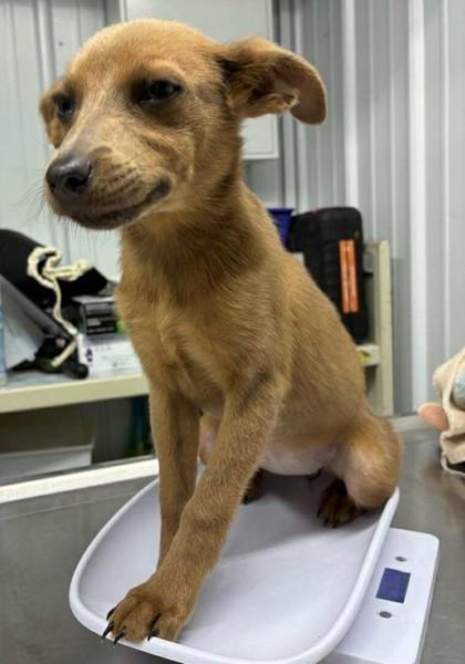 Enlarge Stuffin, an adopted mixed breed in Munfordville, KY image 2/2