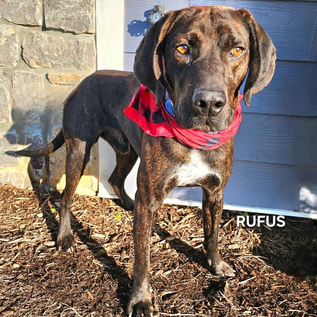 Rufus, Adoptable, Adult Male Hound & Mixed Breed.