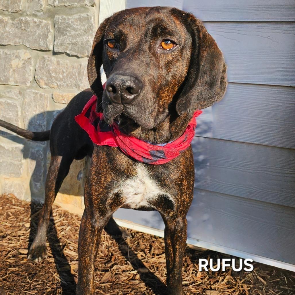 Enlarge Rufus, a Adoptable mixed breed in Madisonville, TN image 2/4