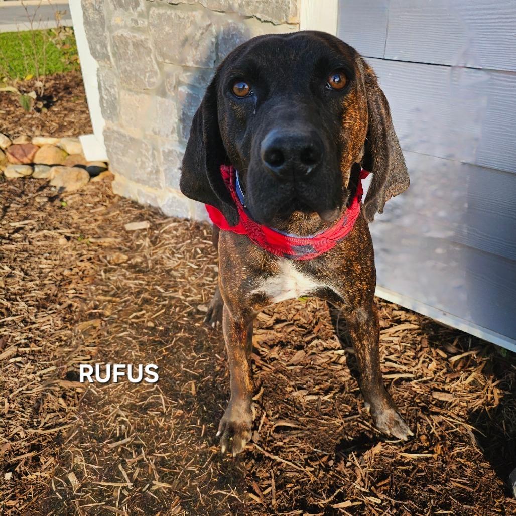 Enlarge Rufus, a Adoptable mixed breed in Madisonville, TN image 3/4