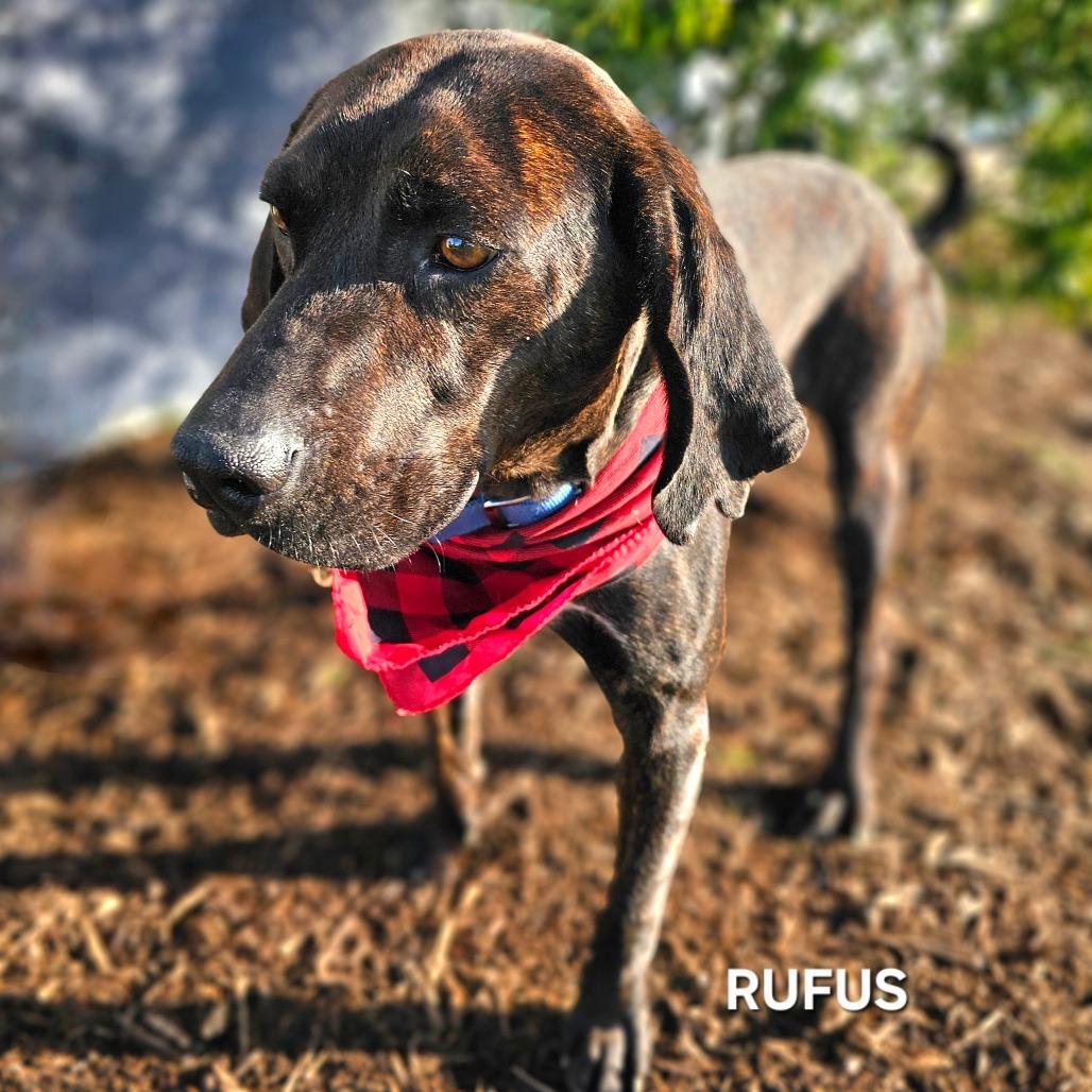 Enlarge Rufus, a Adoptable mixed breed in Madisonville, TN image 4/4